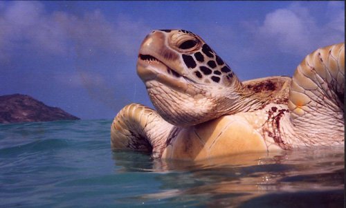 Image of a sea turtle